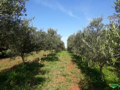 Imagem Oliveiras - Olea europaea Imagem Oliveiras - Olea europaea