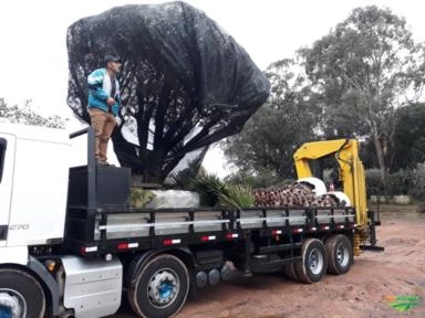 Imagem Oliveiras - Olea europaea Imagem Oliveiras - Olea europaea