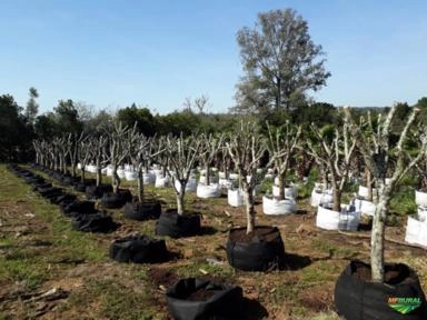 Imagem Oliveiras - Olea europaea Imagem Oliveiras - Olea europaea