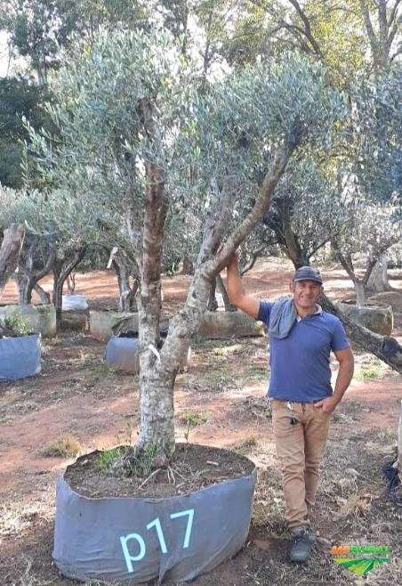 Imagem Oliveiras - Olea europaea Imagem Oliveiras - Olea europaea