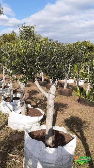 Imagem Oliveiras - Olea europaea Imagem Oliveiras - Olea europaea