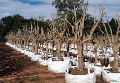 Imagem Oliveiras Ornamentais - Olea europaea Imagem Oliveiras Ornamentais - Olea europaea