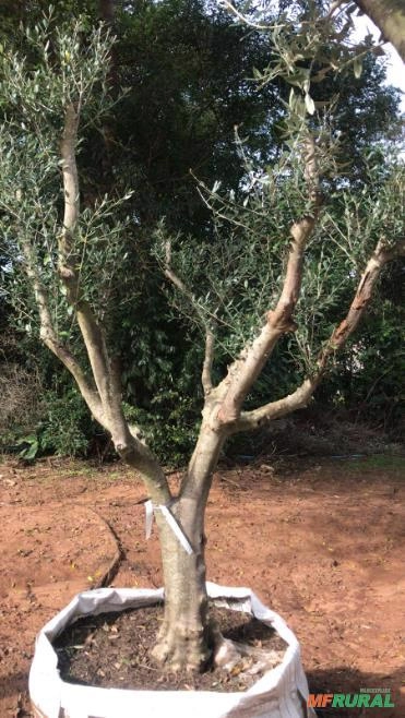 Imagem Oliveiras Ornamentais - Olea europaea Imagem Oliveiras Ornamentais - Olea europaea