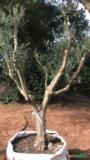 Oliveiras Ornamentais - Olea europaea Imagem Oliveiras Ornamentais - Olea europaea
