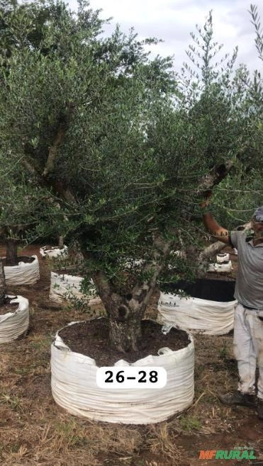 Oliveiras Ornamentais - Olea europaea Imagem Oliveiras Ornamentais - Olea europaea