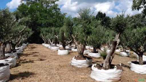 Imagem Oliveiras Ornamentais - Olea europaea Imagem Oliveiras Ornamentais - Olea europaea