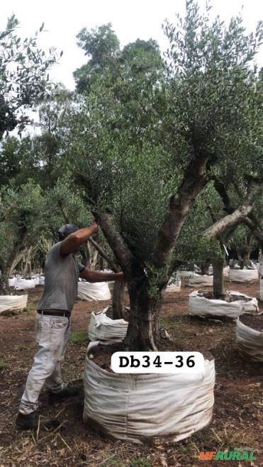 Imagem Oliveiras Ornamentais - Olea europaea Imagem Oliveiras Ornamentais - Olea europaea