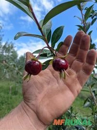Araçá - Psidium cattleianum Imagem Araçá - Psidium cattleianum