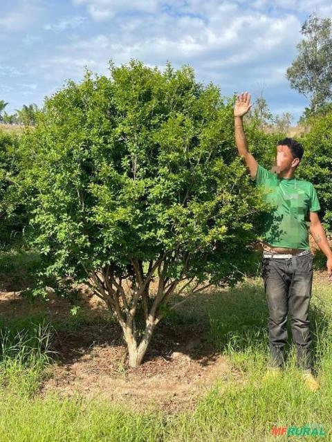 Jabuticabeira - Plinia cauliflora (Jabuticaba) Imagem Jabuticabeira - Plinia cauliflora (Jabuticaba)