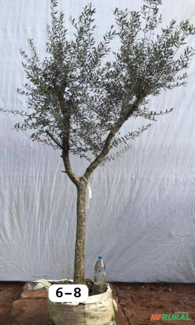 Oliveiras DB 6-8 (Olea europaea) Imagem Oliveiras DB 6-8 (Olea europaea)