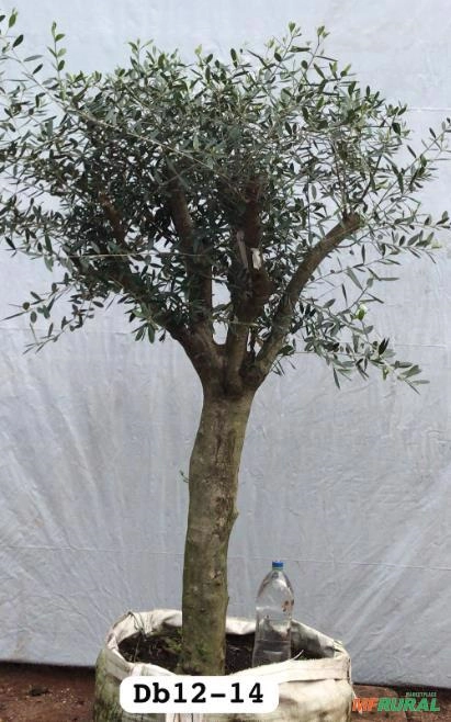 Oliveiras DB 12-14 (Olea europaea) Imagem Oliveiras DB 12-14 (Olea europaea)