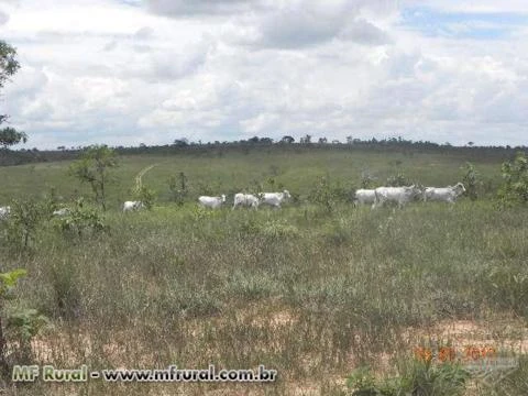 FAZENDA EM MG