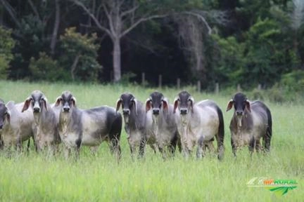 Guzerá VAR Imagem Guzerá VAR