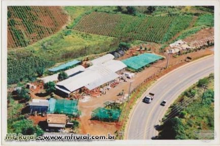 MUDAS DE BUXINHO CERCA VIVA Imagem MUDAS DE BUXINHO CERCA VIVA