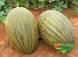 Procuro Investidor para Exportação de Frutas Imagem Procuro Investidor para Exportação de Frutas