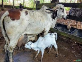 Vendo Vacas Gir PO  em Guararema SP WhatsApp 11 9 8151-4024