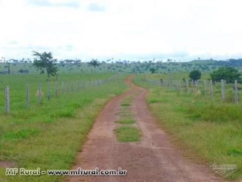 Fazenda em Alta Floresta com área de 6.880 há