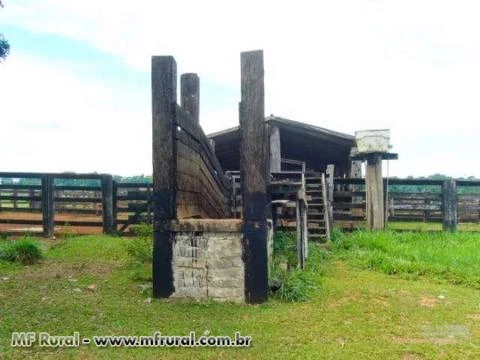 Fazenda em Alta Floresta com área de 6.880 há