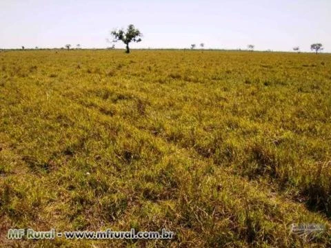 Fazenda Município de Cocalinho-MT