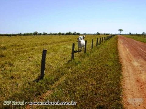 Fazenda Município de Cocalinho-MT