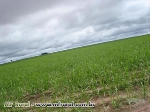 Fazenda em cana em Mineiro-GO - 4066 has
