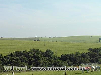 Fazenda na Regiao de Marilia-SP com 251  hectares