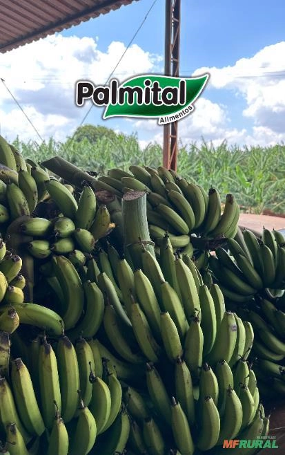 POLPA DE BANANA CONCENTRADA Imagem POLPA DE BANANA CONCENTRADA