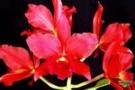 Orquídeas (plantas adultas, mudas e adubos)!