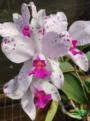 Orquídeas (plantas adultas, mudas e adubos)!