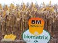 Sementes de Milho BM709PRO2 - Resistente ao Glifosato e a Lagartas Imagem Sementes de Milho BM709PRO2 - Resistente ao Glifosato e a Lagartas