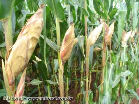 Sementes de Milho BM709PRO2 - Resistente ao Glifosato e a Lagartas Imagem Sementes de Milho BM709PRO2 - Resistente ao Glifosato e a Lagartas