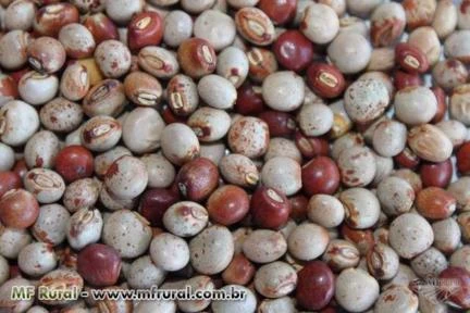 Sementes de Feijão Guandu BRS Mandarim, Fava Larga (Comum) e Anão