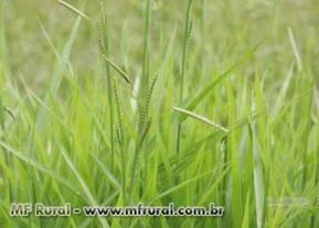 Sementes de Brachiaria decumbens  - Tolerância a seca e baixa exigência em fertilidade!