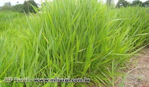 Sementes de Brachiaria decumbens  - Tolerância a seca e baixa exigência em fertilidade!