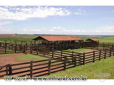 FAZENDAS EM SÃO PAULO PRONTA DE GADO E OUTROS CULTURA DIVERSAS