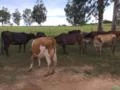 Gado de Leite : Novilhas e Vacas prenhas