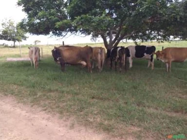 Gado de Leite : Novilhas e Vacas prenhas