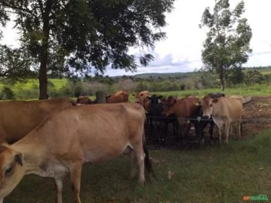 Gado de Leite : Novilhas e Vacas prenhas