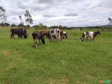 Gado de Leite : Novilhas e Vacas prenhas