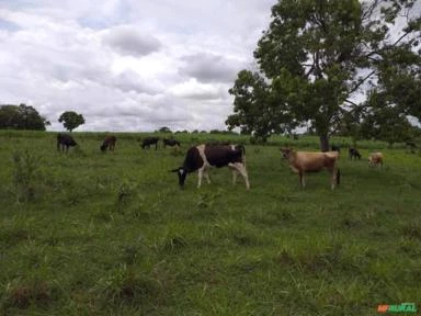 Gado de Leite : Novilhas e Vacas prenhas