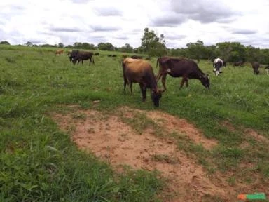 Gado de Leite : Novilhas e Vacas prenhas