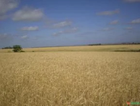 Área Rural (plantio de grãos) com pivô em Tupanciretã/RS