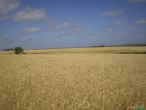 Área Rural (plantio de grãos) com pivô em Tupanciretã/RS