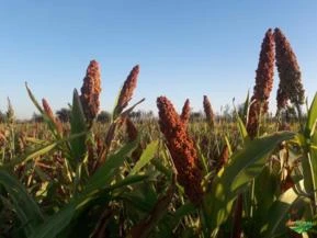 SORGO EM GRÃOS