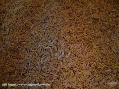 Casca de Arroz Imagem Casca de Arroz