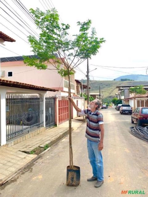 Mudas Nativas Imagem Mudas Nativas