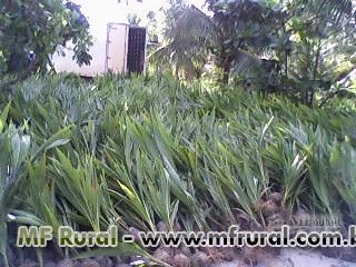 Mudas de Coco Anão Imagem Mudas de Coco Anão