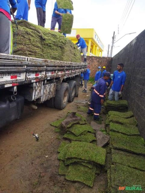 Grama Esmeralda Imagem Grama Esmeralda