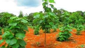 Raizes de Paulownia Kiri Japonês