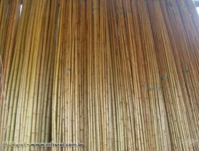 Bambu/Cana da India